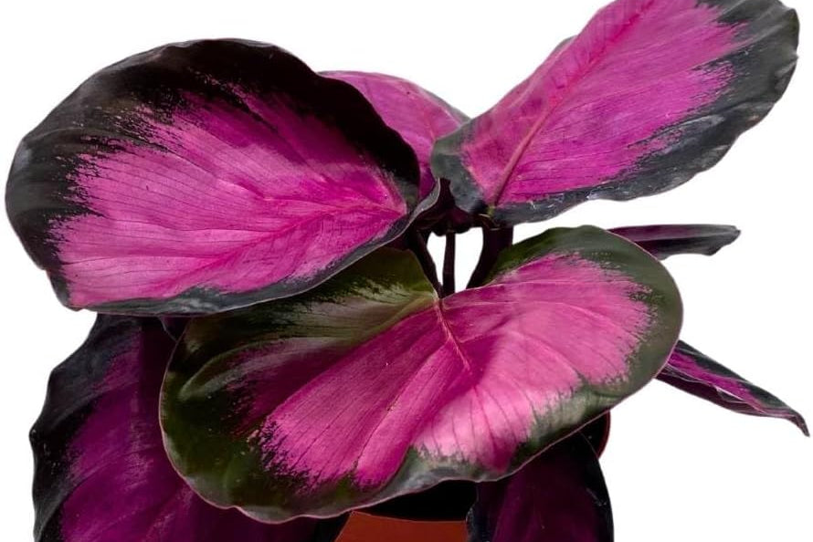 Calathea Rosie Sapling (1 Plant + White Pot + Coco Peat)