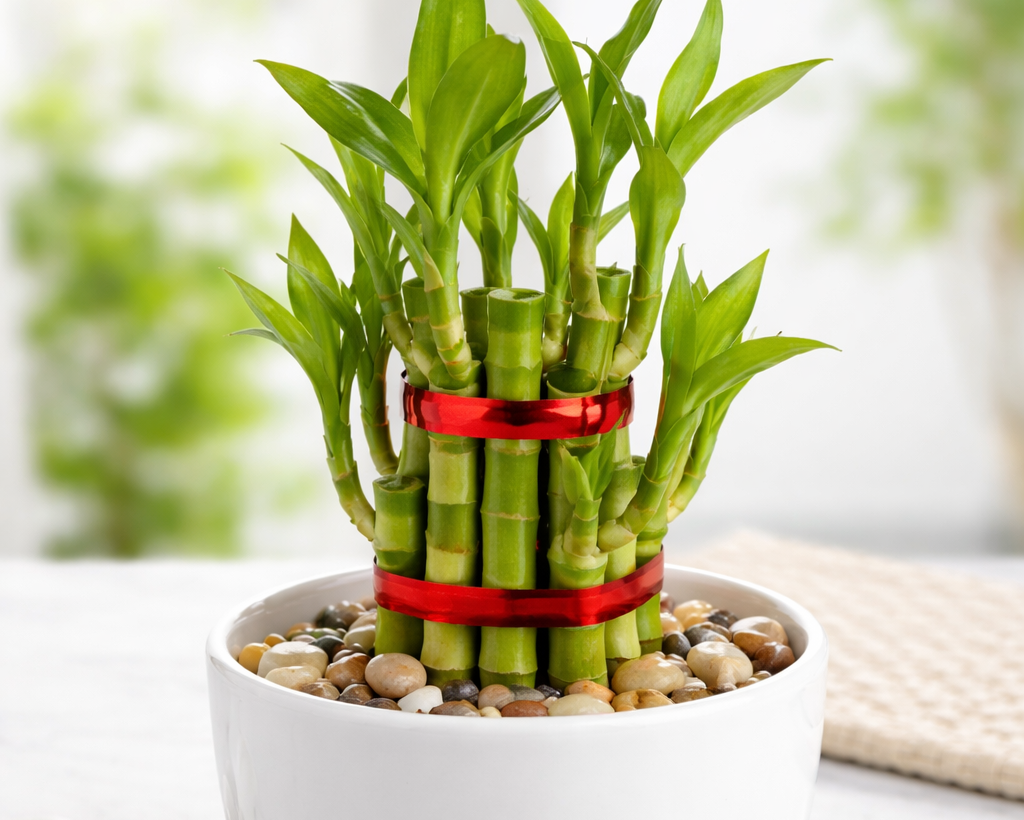 Lucky Bamboo - 1 Layer with White Pot & Pebbles | Fortune & Prosperity