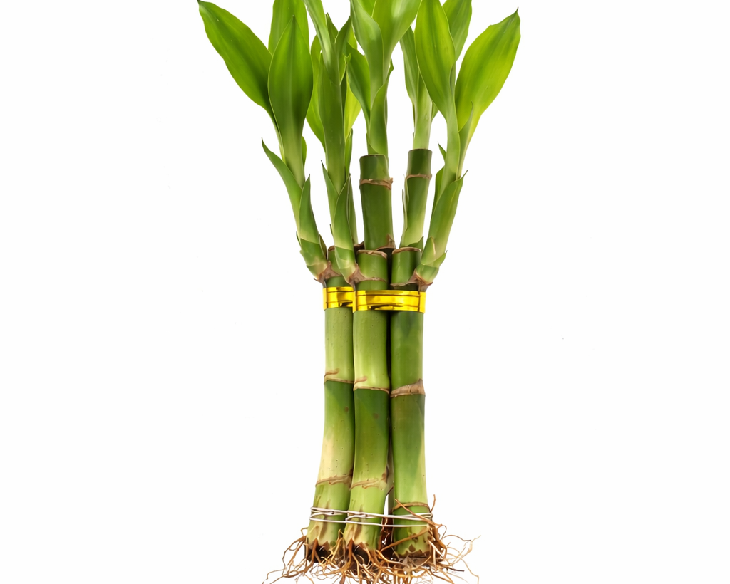 Lucky Bamboo - 5 Stalks | Wealth, Health, Love, Longevity & Harmony