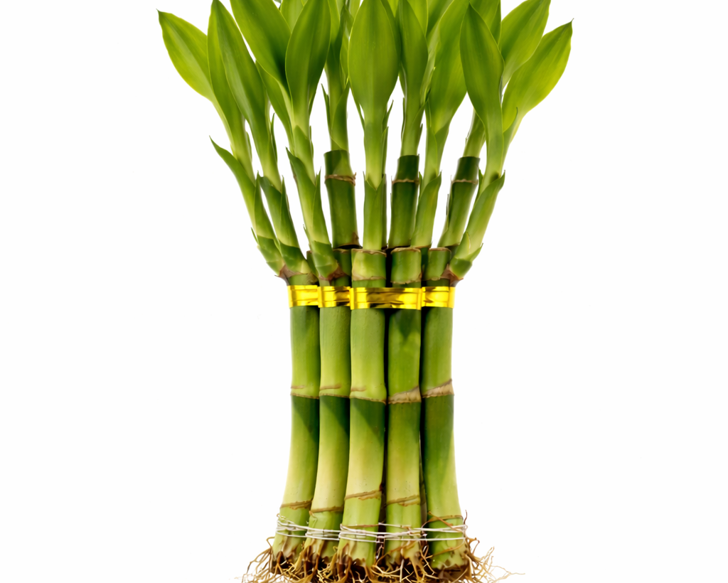 Lucky Bamboo - 9 Stalks  | Great Luck & Blessings