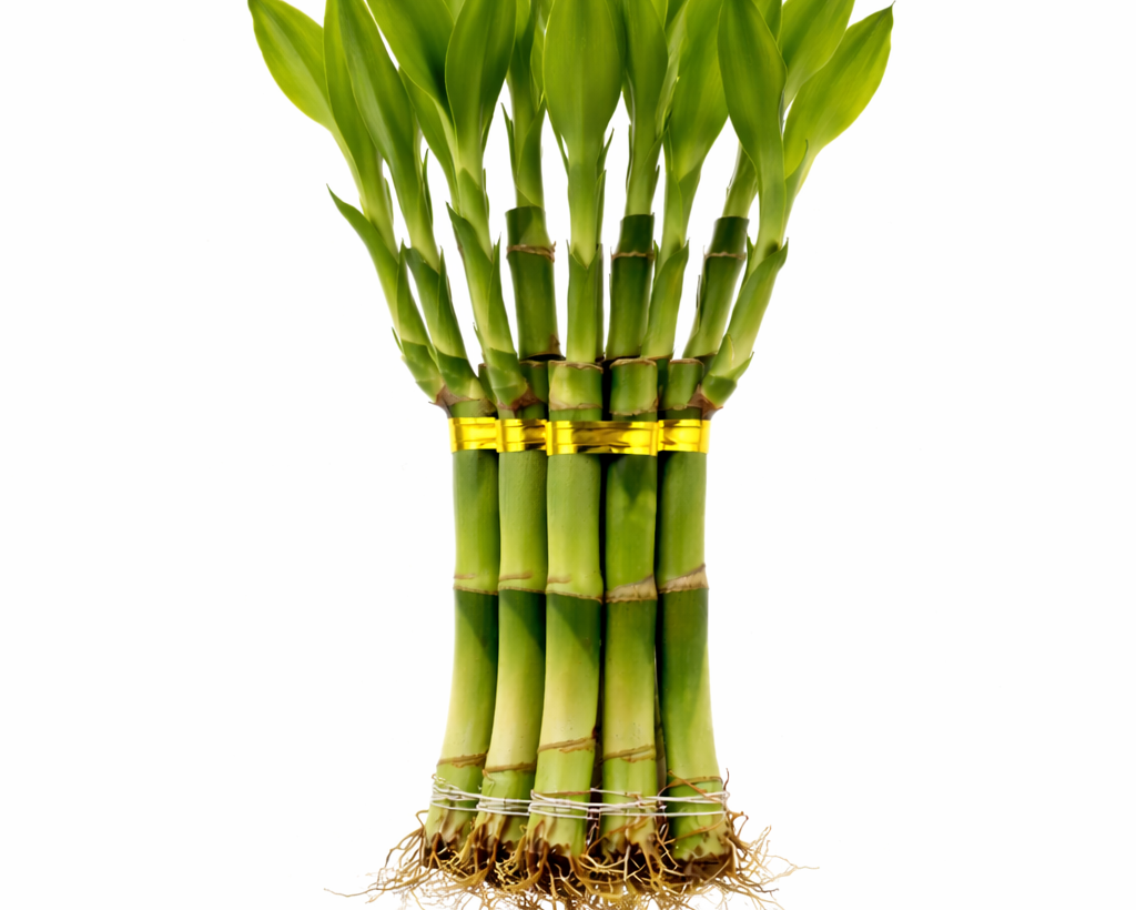 Lucky Bamboo - 1 Layer  | Fortune & Prosperity