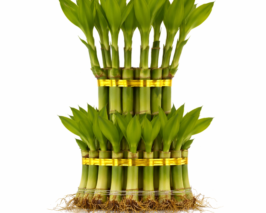 Lucky Bamboo - 3 Layer  | Happiness, Wealth & Long Life