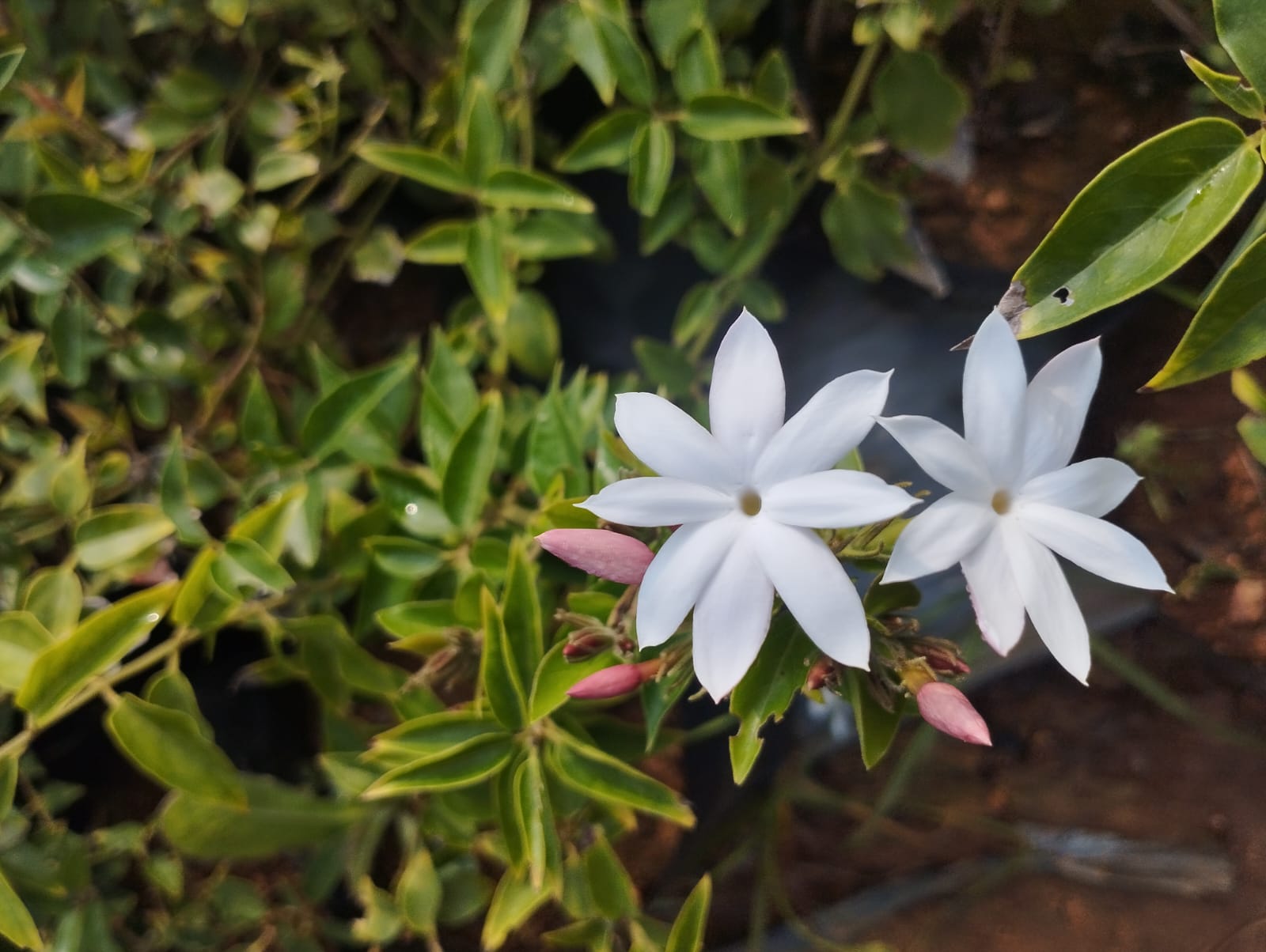 Kagada Malle Plant Sapling (1 Plant)