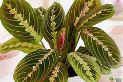 Calathea Maranta Red Sapling (1 Plant + White Pot + Coco Peat)
