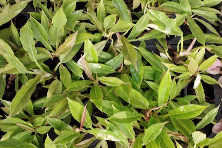 Ring of Fire Variegated Plant Sapling ( 1 Plant)