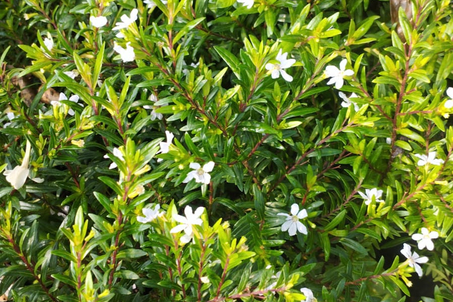 Cupiya Plant Sapling (1 Plant)