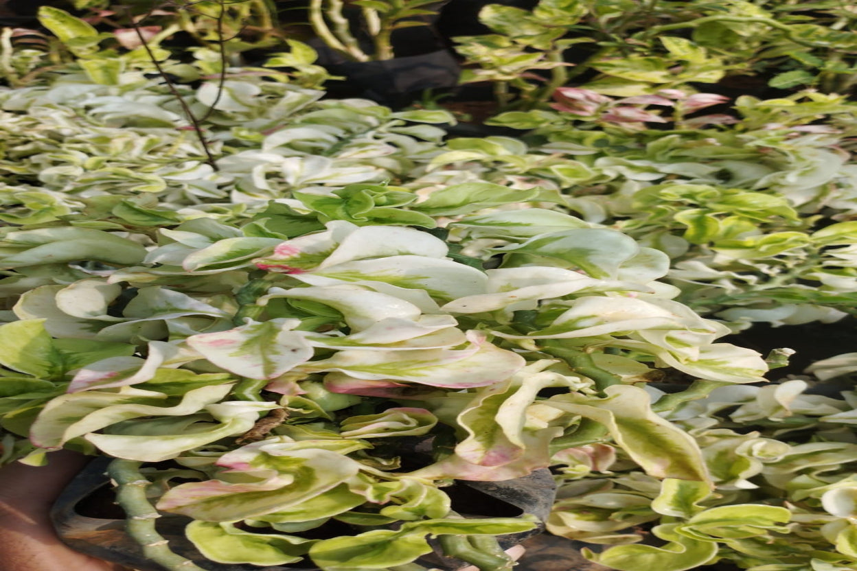 Ring Pedilanthus Plant Sapling ( 1 Plant)