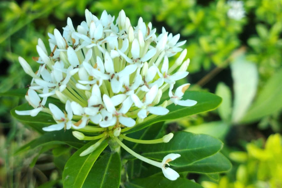 Nuru Varahalu Plant Sapling (1 Plant)