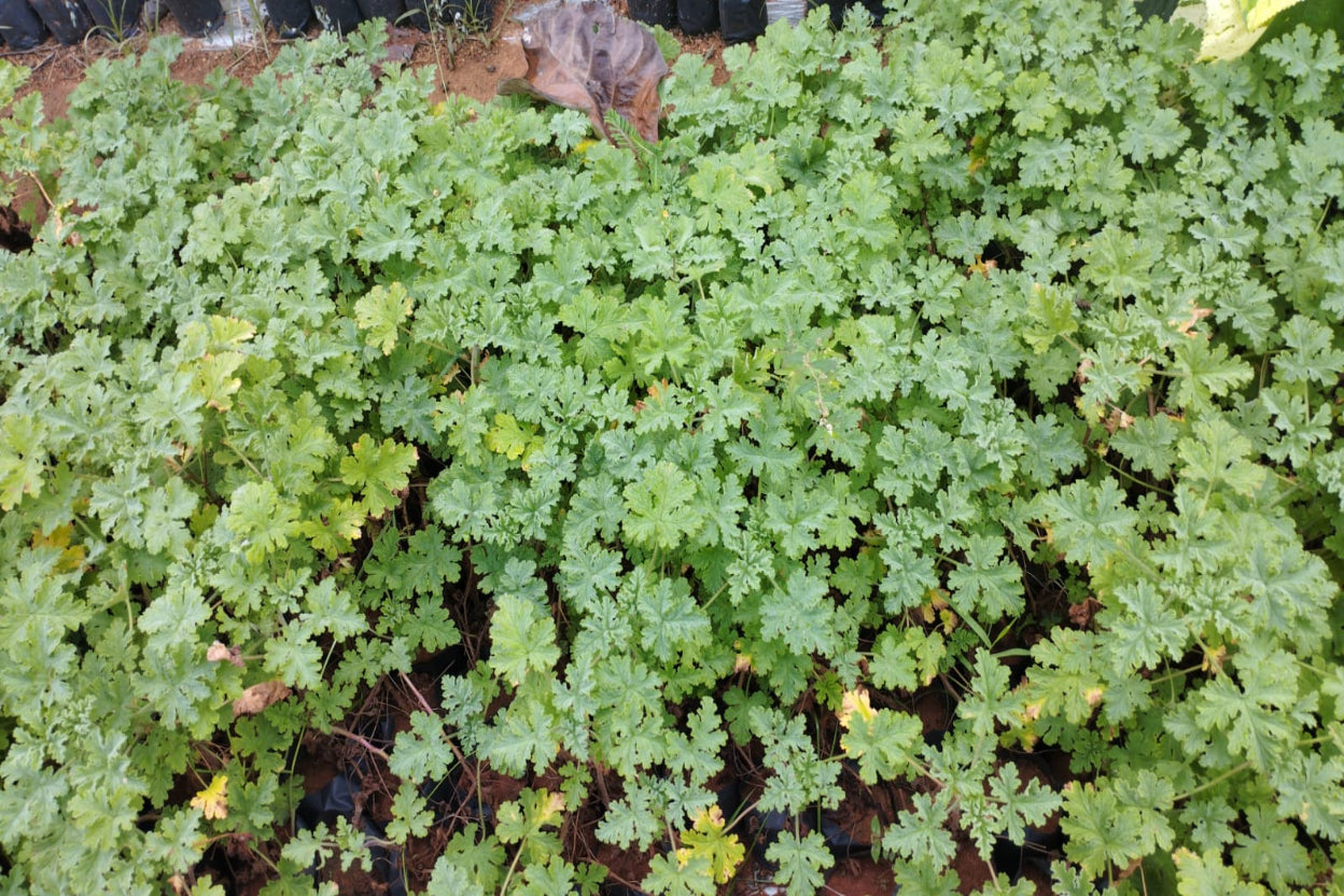 Odomos Plant Sapling (Mosquito Repellent Plant) ( 1 plant)