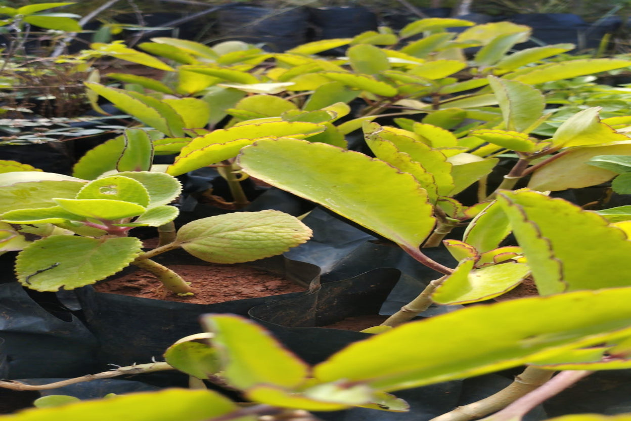 Ranapala Plant Sapling ( 1 Plant)