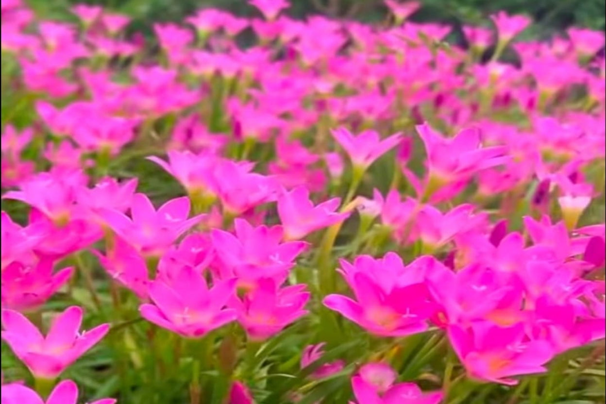 Rainy Lily Plant Sapling (1 Plant)