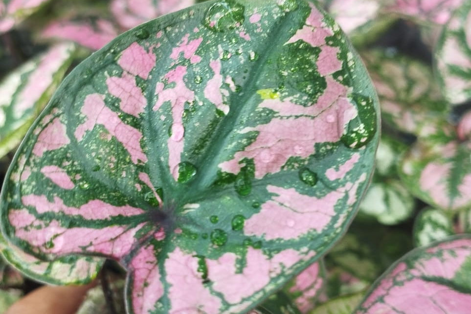 Caladium Plant Sapling ( 1 Plant)