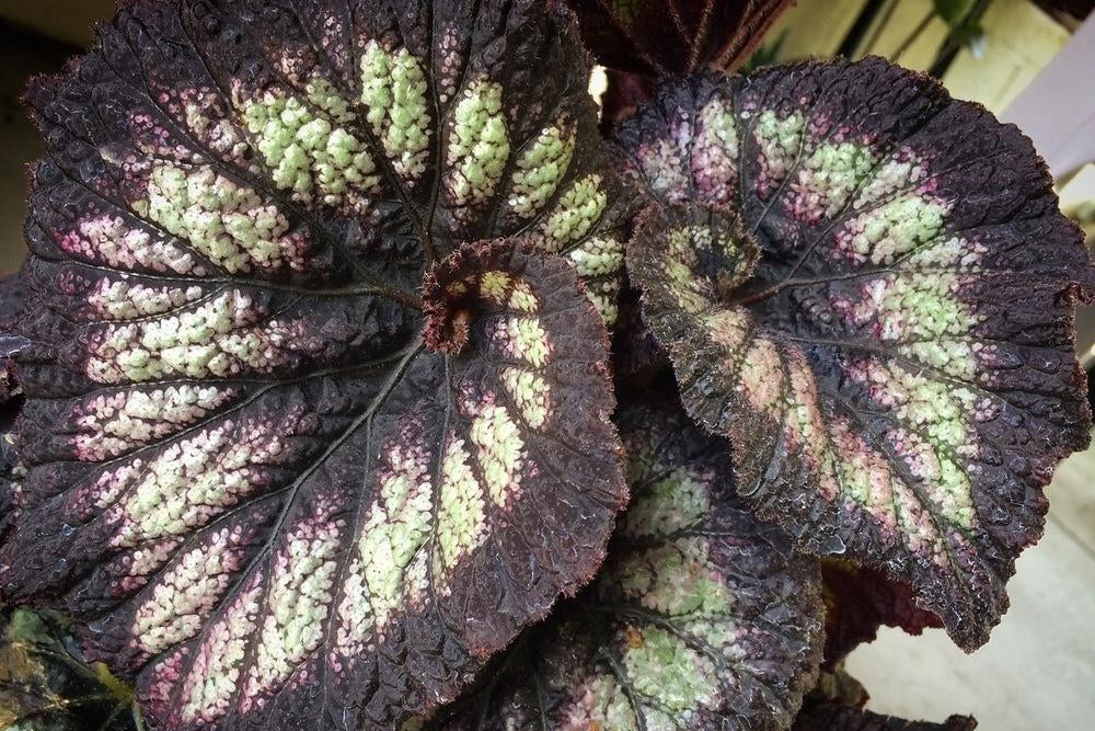 Begonia Silver Swirl Sapling (1 Plant + White Pot + Coco Peat)
