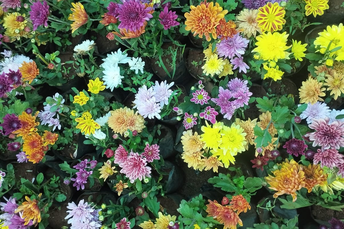 Chamanthi Plant Sapling (Any flowering 1 Plant + White Pot + Coco Peat)