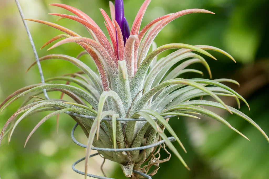 Tillandsia Air Plant (1 Plant )