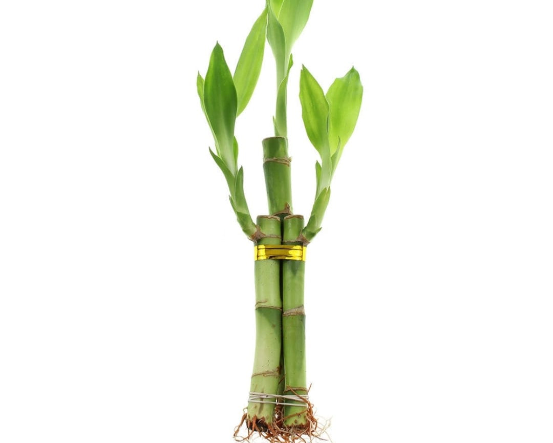 Lucky Bamboo – (Set of 1–9 Stalks | 1–3 Layers )