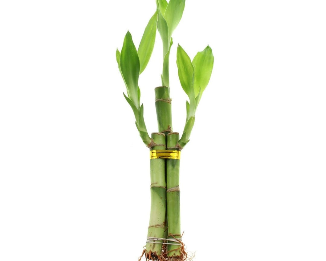 Lucky Bamboo - 3 Stalks | Happiness, Wealth & Long Life